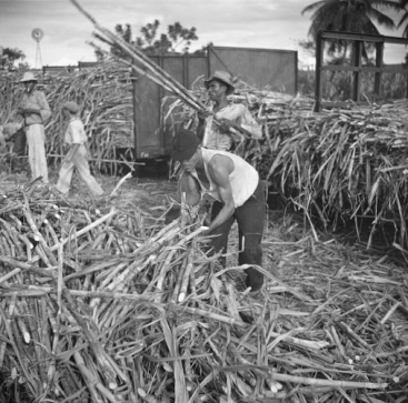 Sugar cane being loaded onto a train for transportation to the refinery. Near Ponce, Puerto Rico